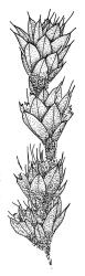Rosulabryum campylothecium, habit of sterile plant. Drawn from K.W. Allison 135, CHR 567440A.
 Image: R.C. Wagstaff © Landcare Research 2015 